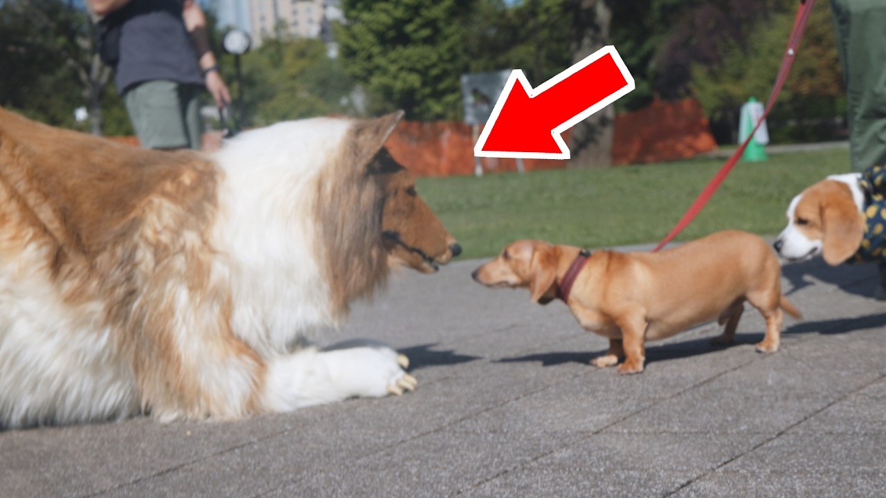 Put on a realistic dog costume and went to a park in Japan!