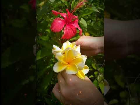 Yang, Ingat Aku Di Sini Voc. : Iche Dores Cipt. : Deddy Dores