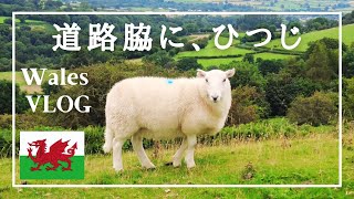 ［海外Vlog］ウェールズの国立公園で、羊と出会う／たまごサンドの思い出／イギリス暮らし／Brecon Beacons National Park, Wales