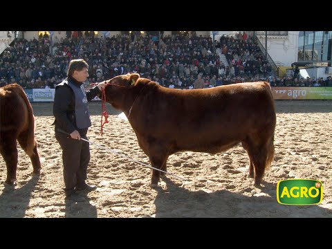 La genética elite de Palermo en la mira de los mercados mundiales (#836 2019-08-10)