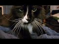 Loud Purring From Rocko The Tuxedo Cat
