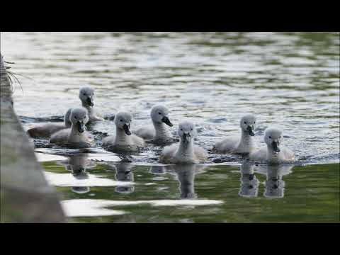 Opwekking 228 Wij zijn hier bijeen in Jezus' naam 1B