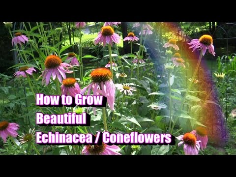 How to Grow Beautiful Echinacea / Coneflowers