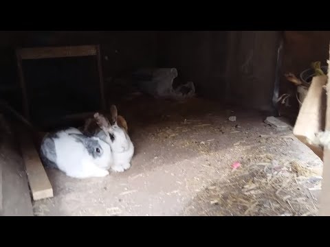 Tavşanlarım Ve Yavruları