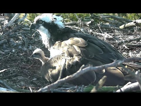 Osprey nest webcam Foulshaw Moss Nature Reserve - highlights 7th June 2016