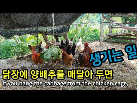 , title : '양배추가 닭 잡네, 닭잡아! If you hang the cabbage from the chicken cage,'