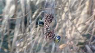 preview picture of video 'Garden Birds / Inguruko Hegaztiak'