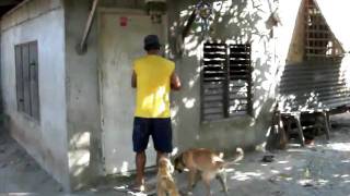 preview picture of video 'Mamerto peddles up in Dalayap, Tarlac, Philippines'