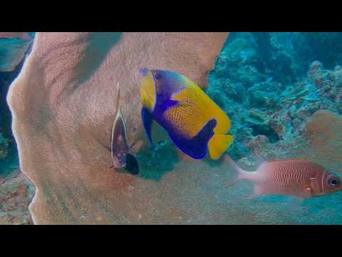 22 Mixed Species Groups B - scuba diving video