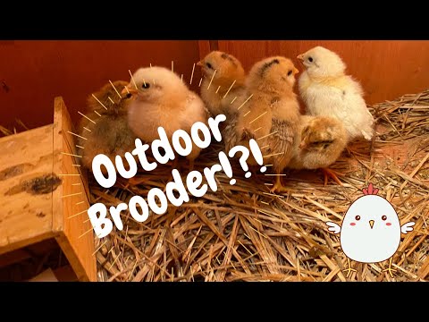 Outdoor Brooder