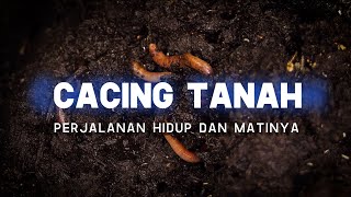 Download lagu Wow! Cacing Tanah: Misteri Siklus Hidup yang Menggetarkan Hati Kamu mp3 Download lagu Wow! Cacing Tanah: Misteri Siklus Hidup yang Menggetarkan Hati Kamu mp3