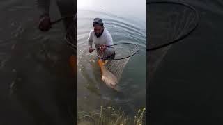 preview picture of video 'متعت صيد سمك الكارب الحجم الكبير / سد الموصل العراق'