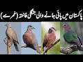 Wild Doves of Pakistan | Beautiful Dove Types in Wild | Khumry in Pakistan | Wildlife of Pakistan