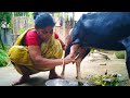 How To Goat Milk Milking Perfectly By Village Aunty Village Vlogger Saikat
