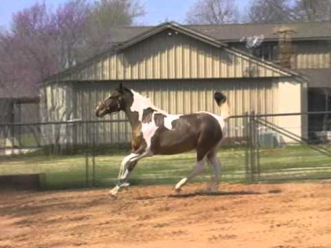 Picasso - Jumper Prospect - SOLD