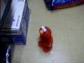 Elmo Laughing