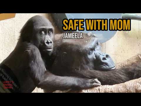 Jameela’s Busy Day with Mom Fredrika 🦍   #gorillas