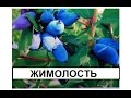 Жимолость ч.1 