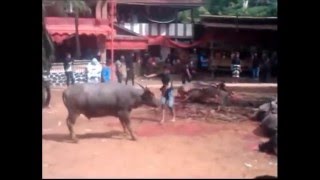 Download lagu Tinggoro Tedong: One of the Strangest Traditions in the World mp3 Download lagu Tinggoro Tedong: One of the Strangest Traditions in the World mp3