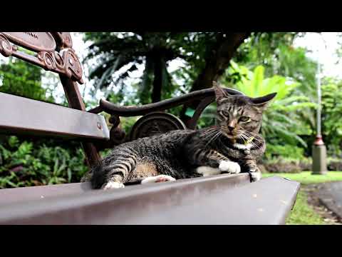 Beautiful amazing cat for relaxation