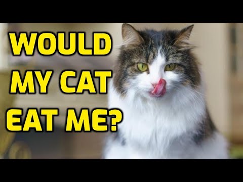YouTube video about: Does my cat want to eat me?
