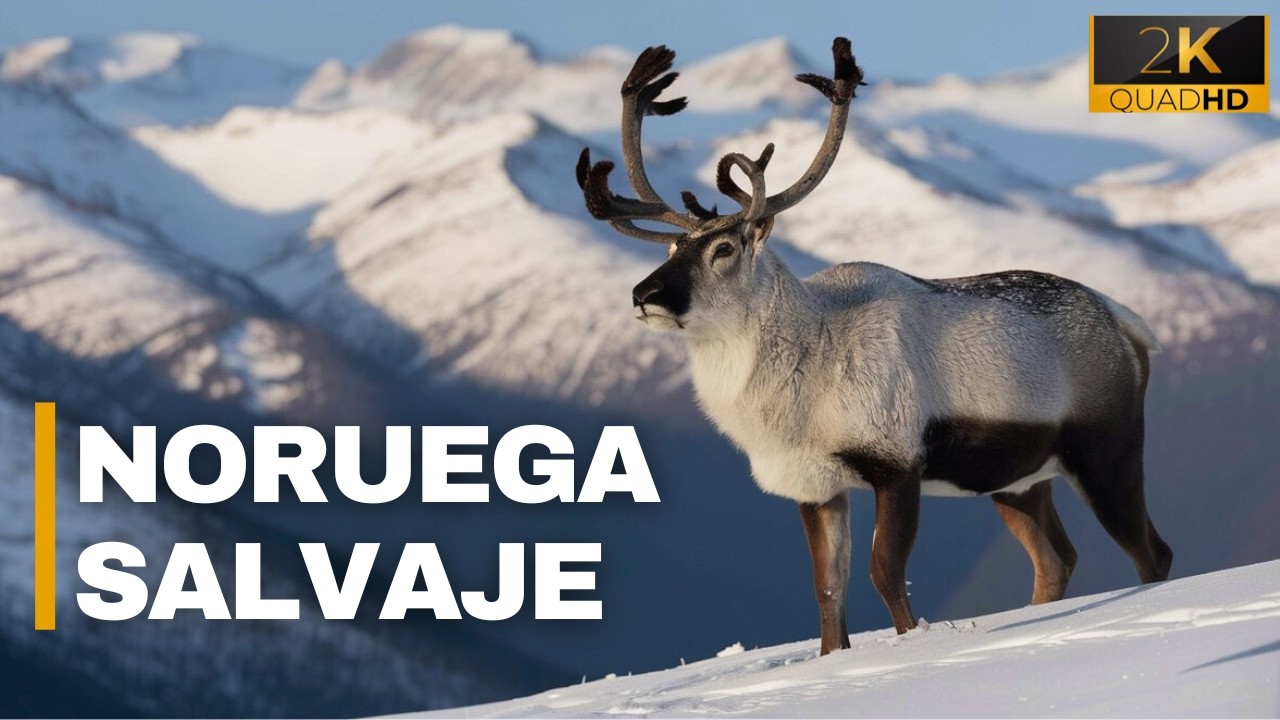 LOS FIORDOS NORUEGOS | Paisajes Boreales y Vida Salvaje - Documental