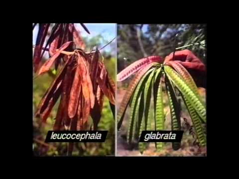 Leucaena leucocephalaについて詳しく解説
