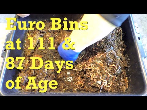 111- and 87-day Euro nightcrawler system fed after 12 days - vermicompost