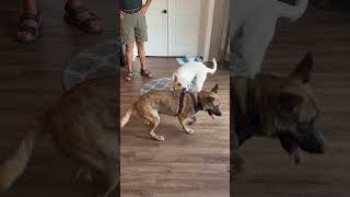 Video preview image #1 Holland Shepherd-Unknown Mix Puppy For Sale in Chandler, AZ, USA