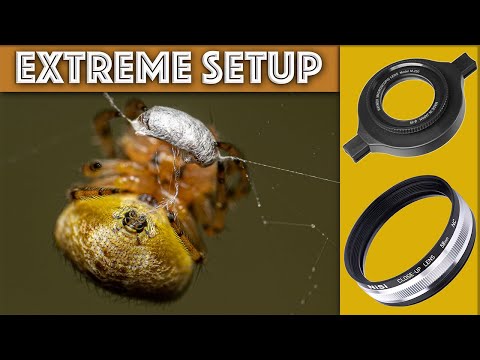 Take Extreme Macros on a Budget: Raynox DCR-250 & NiSi 58mm Combined