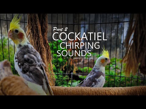 Cockatiel Chirping Sounds: Two Pied Cockatiel From Tono - Part 2