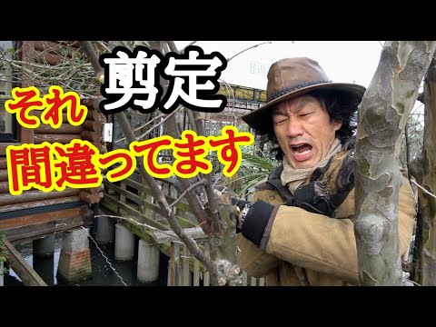  11月に剪定できる木は何ですか?なぜ、どのようにして？実践的なヒントは次のとおりです  庭園