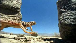Miniature T Rex  © BBC Four 