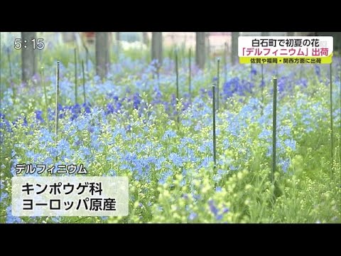 美しい青い花をより効果的に活用するには、セアノサスをいつ、どのように植えればよいでしょうか?  庭園