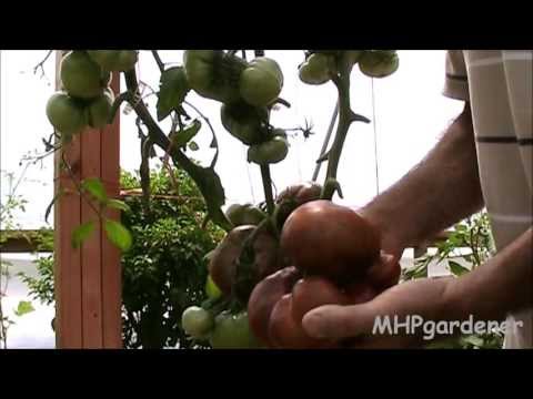 download lagu mp3 mp4 Cherokee Purple Tomato Plant Height, download lagu Cherokee Purple Tomato Plant Height gratis, unduh video klip Cherokee Purple Tomato Plant Height