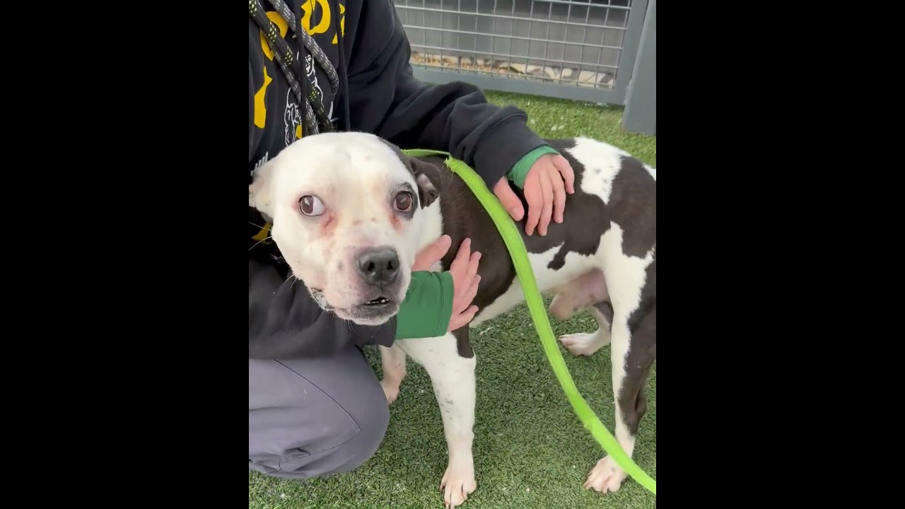 Witness, a ADOPTABLE mixed breed in New York, NY video 6/6