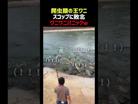 ワニの餌やり 実写版ワニワニパニックに