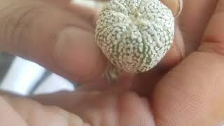 Khui thùng hana aka super more  white