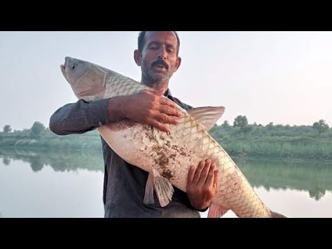 Amazing Fastest Giant Bluefin Tuna and Swordfish Fishing skill - Most Satisfying Fishing Videos