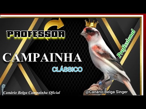 🎵 CANTO CAMPAINHA CLÁSSICO DO CANÁRIO BELGA — UM SOM PURO E ENCANTADOR!