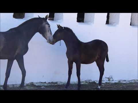 OLAVE JM Bellísimo potro hijo de Alaiz II  X Poeta de Susaeta   II   5 meses En venta