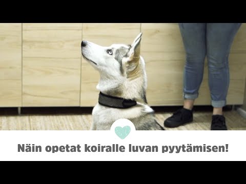 Luvan pyytämisen opettaminen koiralle