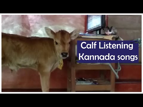 Adorable calf loves listening to Kannada favourite song
