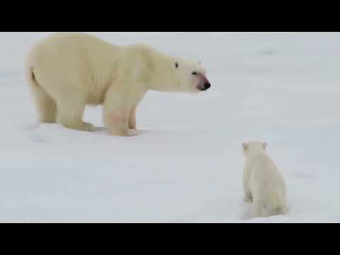Der Eisbär (Wissen für Kinder)
