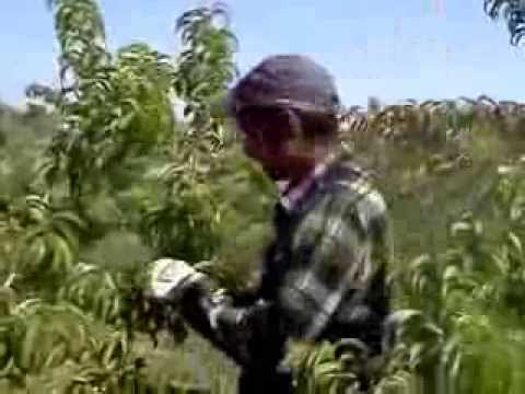 mihai ciocanea de la ulmeni calarasi lleida