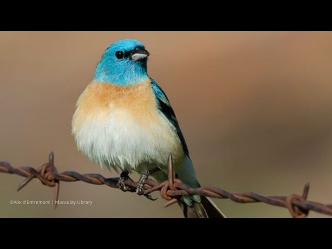 Pápežík pôvabný (Passerina amoena) — spev a hlas v prírode