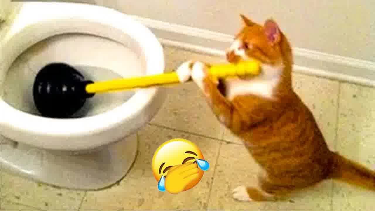 🐕 Pet Pranks: Funny Moments That Will Make You Laugh 🐕😹 Funny Animal Moments 🙀