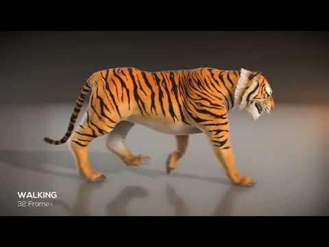 Romano Rap Tigers (Bomba)