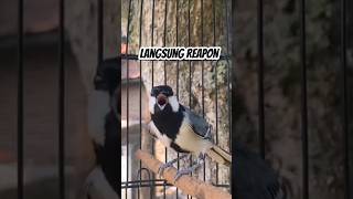 Download lagu Pancingan Gelatik Batu agar Bunyi #glatikfullisian #glatikgacor #suaraburung #birdsong #shorts mp3 Download lagu Pancingan Gelatik Batu agar Bunyi #glatikfullisian #glatikgacor #suaraburung #birdsong #shorts mp3