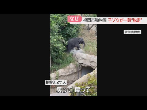 ゾウに関する好奇心